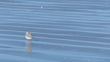 Video: Sanderling